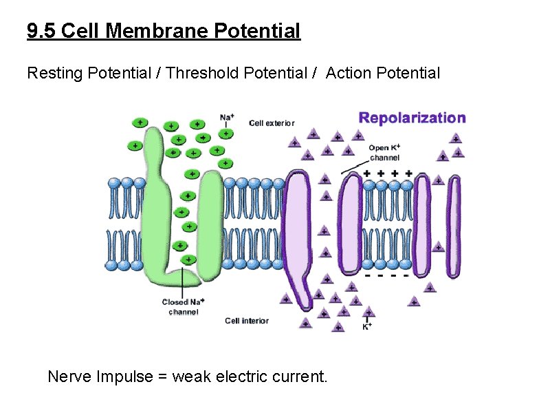 9. 5 Cell Membrane Potential Resting Potential / Threshold Potential / Action Potential Nerve 9. 5 Cell Membrane Potential Resting Potential / Threshold Potential / Action Potential Nerve