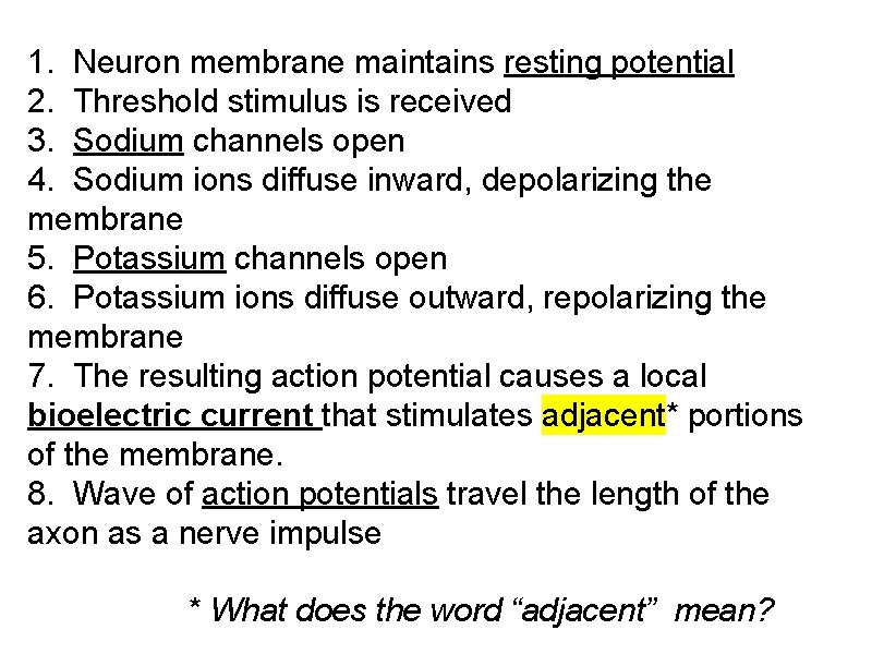 1. Neuron membrane maintains resting potential 2. Threshold stimulus is received 3. Sodium channels 1. Neuron membrane maintains resting potential 2. Threshold stimulus is received 3. Sodium channels