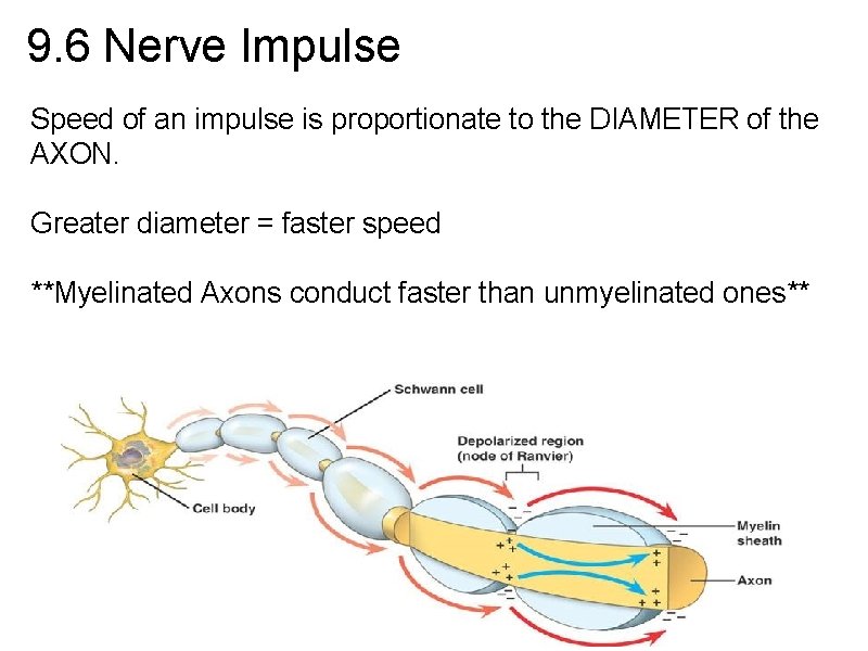 9. 6 Nerve Impulse Speed of an impulse is proportionate to the DIAMETER of