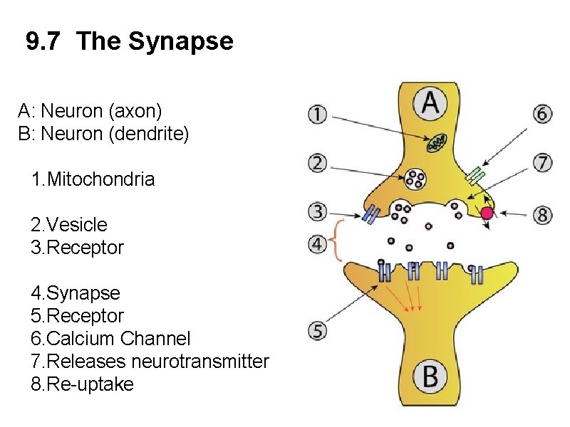 9. 7 The Synapse A: Neuron (axon) B: Neuron (dendrite) 1. Mitochondria 2. Vesicle 9. 7 The Synapse A: Neuron (axon) B: Neuron (dendrite) 1. Mitochondria 2. Vesicle