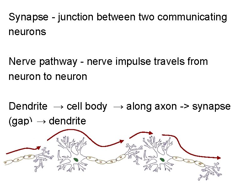 Synapse - junction between two communicating neurons Nerve pathway - nerve impulse travels from