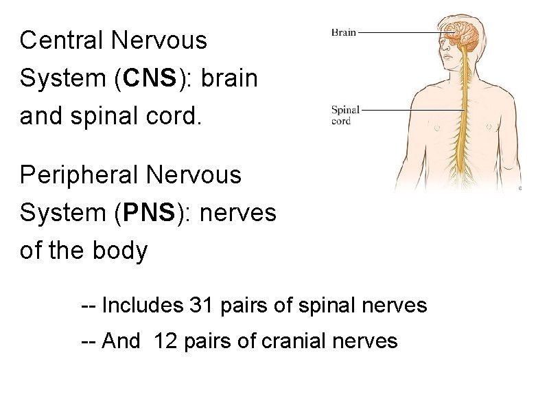 Central Nervous System (CNS): brain and spinal cord. Peripheral Nervous System (PNS): nerves of Central Nervous System (CNS): brain and spinal cord. Peripheral Nervous System (PNS): nerves of