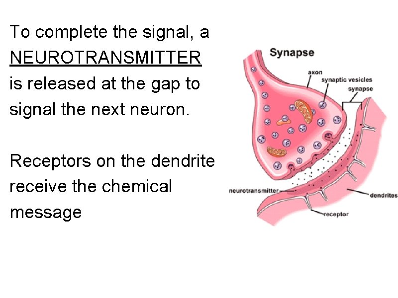 To complete the signal, a NEUROTRANSMITTER is released at the gap to signal the