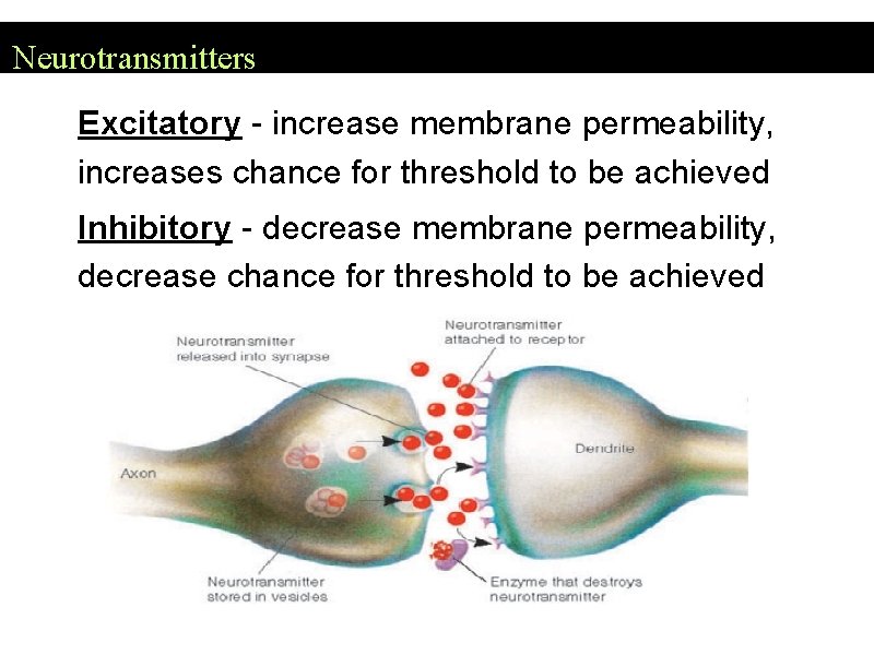 Neurotransmitters Excitatory - increase membrane permeability, increases chance for threshold to be achieved Inhibitory Neurotransmitters Excitatory - increase membrane permeability, increases chance for threshold to be achieved Inhibitory