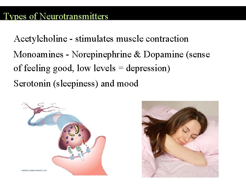 Types of Neurotransmitters Acetylcholine - stimulates muscle contraction Monoamines - Norepinephrine & Dopamine (sense Types of Neurotransmitters Acetylcholine - stimulates muscle contraction Monoamines - Norepinephrine & Dopamine (sense
