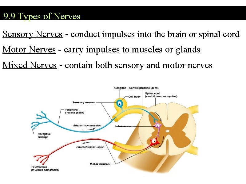 9. 9 Types of Nerves Sensory Nerves - conduct impulses into the brain or