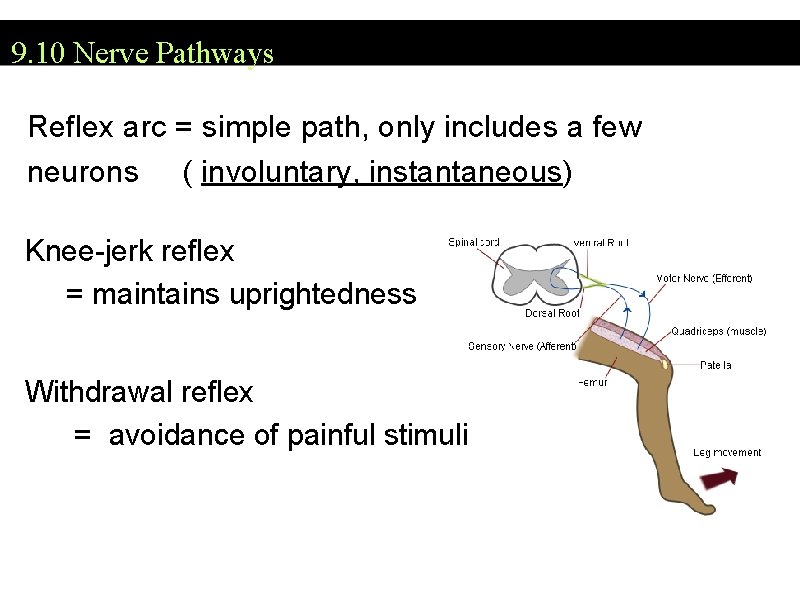 9. 10 Nerve Pathways Reflex arc = simple path, only includes a few neurons