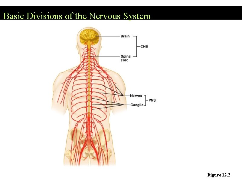 Basic Divisions of the Nervous System Figure 12. 2 