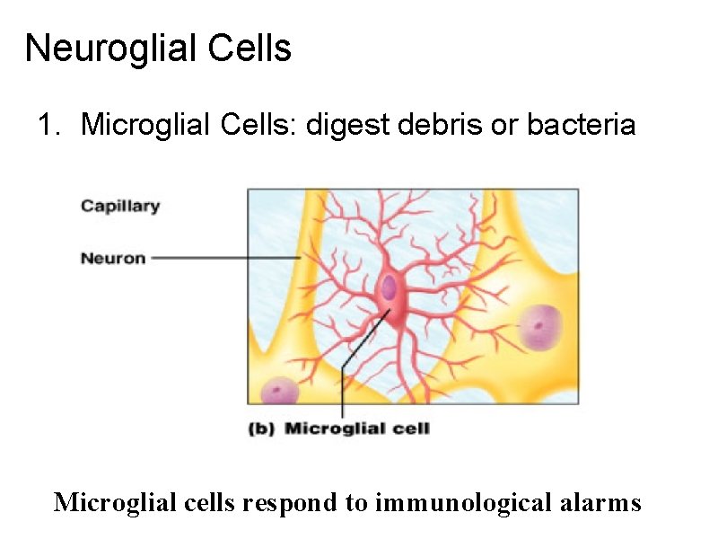 Neuroglial Cells 1. Microglial Cells: digest debris or bacteria Microglial cells respond to immunological Neuroglial Cells 1. Microglial Cells: digest debris or bacteria Microglial cells respond to immunological
