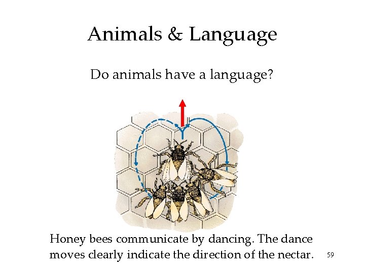 Animals & Language Do animals have a language? Honey bees communicate by dancing. The