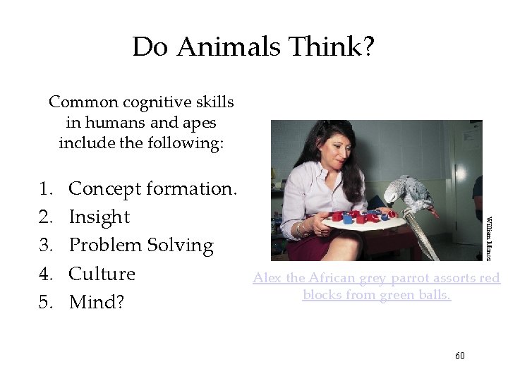 Do Animals Think? Common cognitive skills in humans and apes include the following: Concept