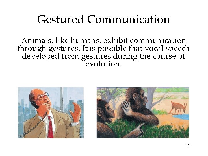 Gestured Communication Animals, like humans, exhibit communication through gestures. It is possible that vocal