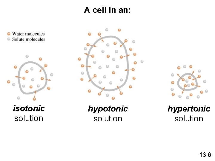 A cell in an: isotonic solution hypertonic solution 13. 6 