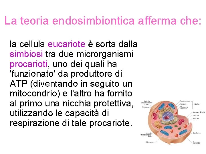 La teoria endosimbiontica afferma che: la cellula eucariote è sorta dalla simbiosi tra due La teoria endosimbiontica afferma che: la cellula eucariote è sorta dalla simbiosi tra due