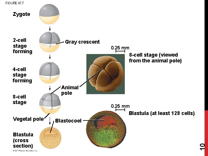 FIGURE 47. 7 Zygote 2 -cell stage forming Gray crescent 0. 25 mm 8