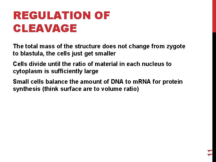 REGULATION OF CLEAVAGE The total mass of the structure does not change from zygote
