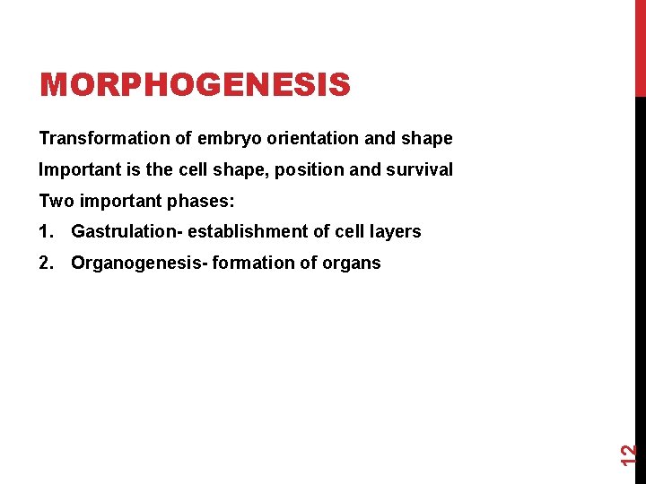 MORPHOGENESIS Transformation of embryo orientation and shape Important is the cell shape, position and