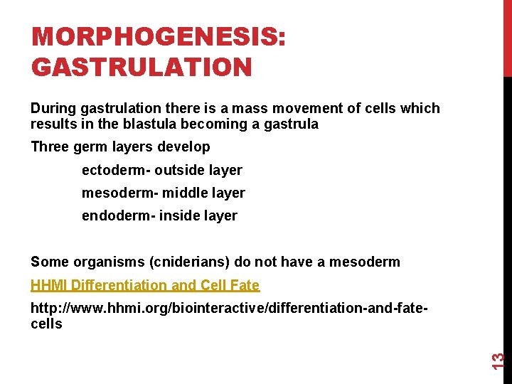 MORPHOGENESIS: GASTRULATION During gastrulation there is a mass movement of cells which results in