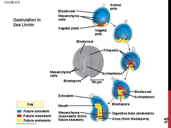 FIGURE 47. 9 Animal pole Blastocoel Mesenchyme cells Gastrulation in Sea Urchin Vegetal plate