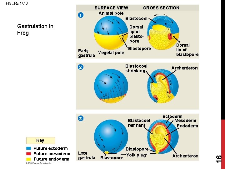 FIGURE 47. 10 1 CROSS SECTION SURFACE VIEW Animal pole Blastocoel Gastrulation in Frog