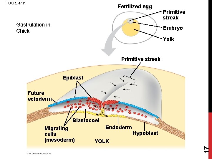FIGURE 47. 11 Fertilized egg Gastrulation in Chick Primitive streak Embryo Yolk Primitive streak