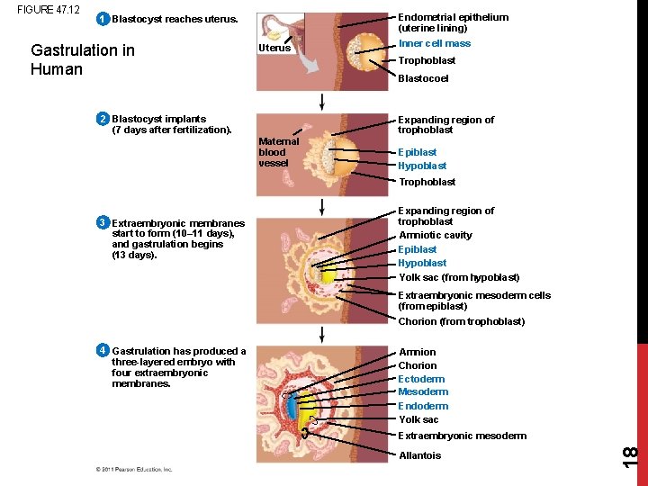 1 Blastocyst reaches uterus. Gastrulation in Human Uterus Endometrial epithelium (uterine lining) Inner cell
