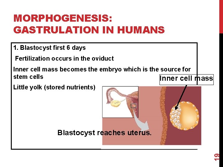 MORPHOGENESIS: GASTRULATION IN HUMANS 1. Blastocyst first 6 days Fertilization occurs in the oviduct