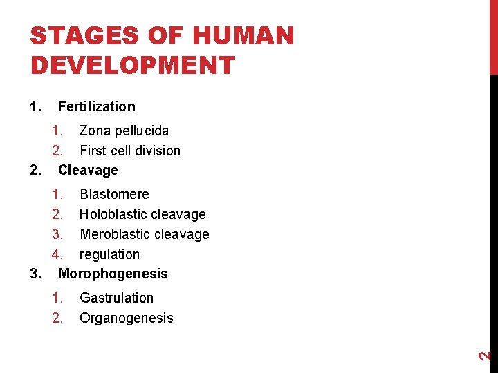 STAGES OF HUMAN DEVELOPMENT 1. Fertilization 1. Zona pellucida 2. First cell division 2.