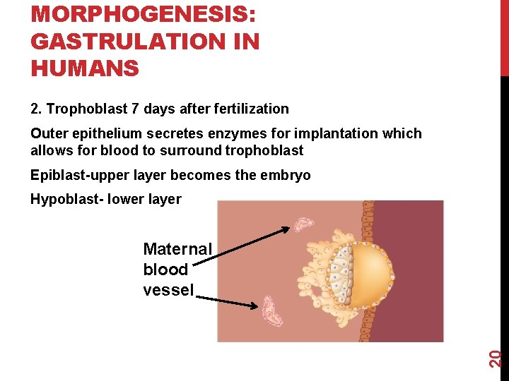 MORPHOGENESIS: GASTRULATION IN HUMANS 2. Trophoblast 7 days after fertilization Outer epithelium secretes enzymes