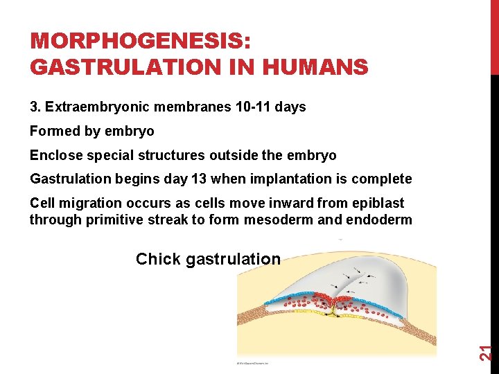 MORPHOGENESIS: GASTRULATION IN HUMANS 3. Extraembryonic membranes 10 -11 days Formed by embryo Enclose