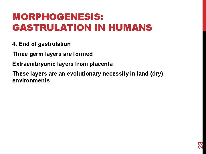 MORPHOGENESIS: GASTRULATION IN HUMANS 4. End of gastrulation Three germ layers are formed Extraembryonic