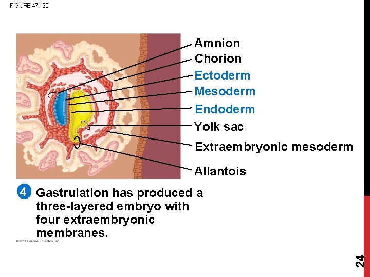 FIGURE 47. 12 D Amnion Chorion Ectoderm Mesoderm Endoderm Yolk sac Extraembryonic mesoderm Allantois