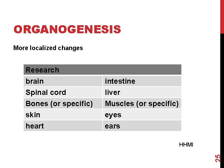 ORGANOGENESIS More localized changes intestine liver Muscles (or specific) skin heart eyes ears HHMI