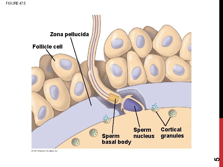 FIGURE 47. 5 Zona pellucida Follicle cell Cortical granules 5 Sperm basal body Sperm