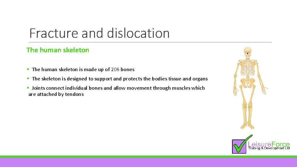 Fracture and dislocation The human skeleton § The human skeleton is made up of