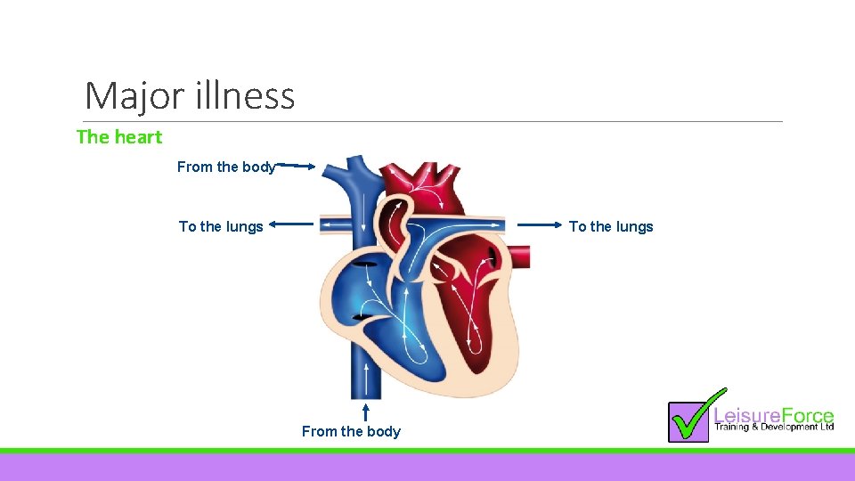 Major illness The heart From the body To the lungs From the body 