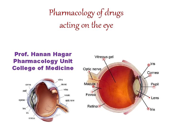 Pharmacology of drugs acting on the eye Prof. Hanan Hagar Pharmacology Unit College of