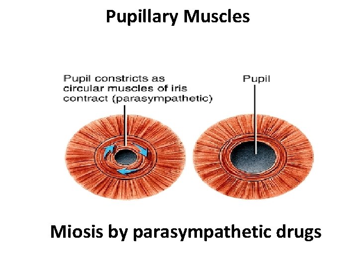 Pupillary Muscles Miosis by parasympathetic drugs 