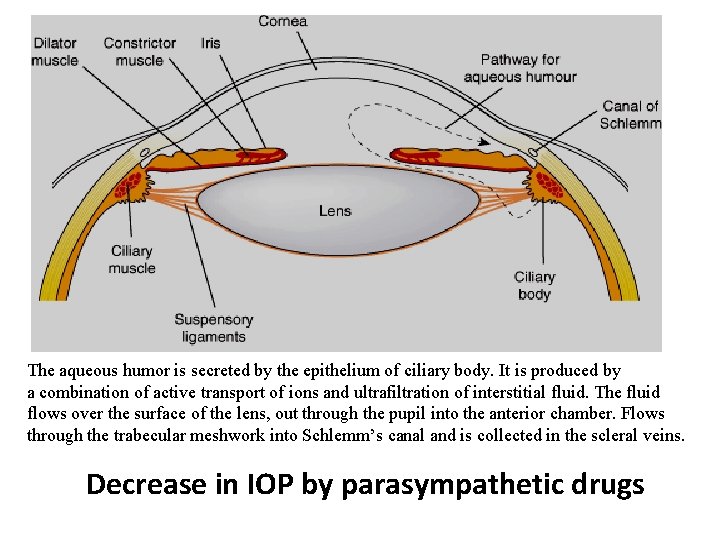 The aqueous humor is secreted by the epithelium of ciliary body. It is produced The aqueous humor is secreted by the epithelium of ciliary body. It is produced