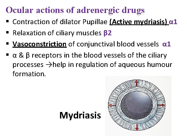 Ocular actions of adrenergic drugs § § Contraction of dilator Pupillae (Active mydriasis) α