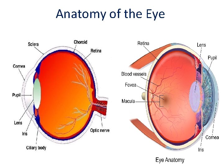 Anatomy of the Eye Anatomy of the Eye
