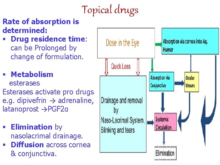 Topical drugs Rate of absorption is determined: § Drug residence time: can be Prolonged