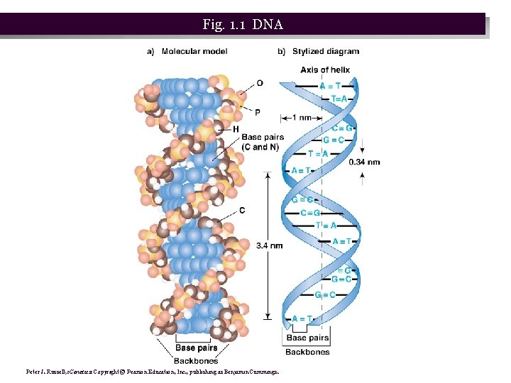 Fig. 1. 1 DNA Peter J. Russell, i. Genetics: Copyright © Pearson Education, Inc.