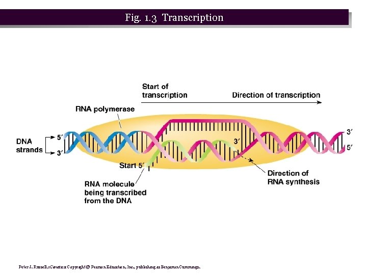 Fig. 1. 3 Transcription Peter J. Russell, i. Genetics: Copyright © Pearson Education, Inc.