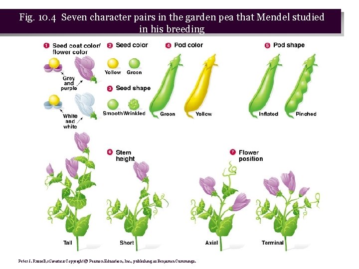 Fig. 10. 4 Seven character pairs in the garden pea that Mendel studied in