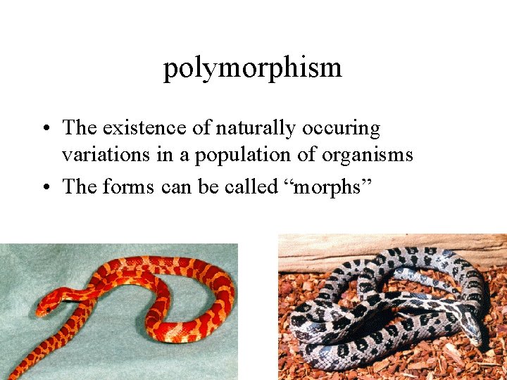 polymorphism • The existence of naturally occuring variations in a population of organisms •