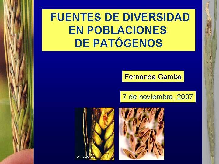 FUENTES DE DIVERSIDAD EN POBLACIONES DE PATÓGENOS Fernanda Gamba 7 de noviembre, 2007 