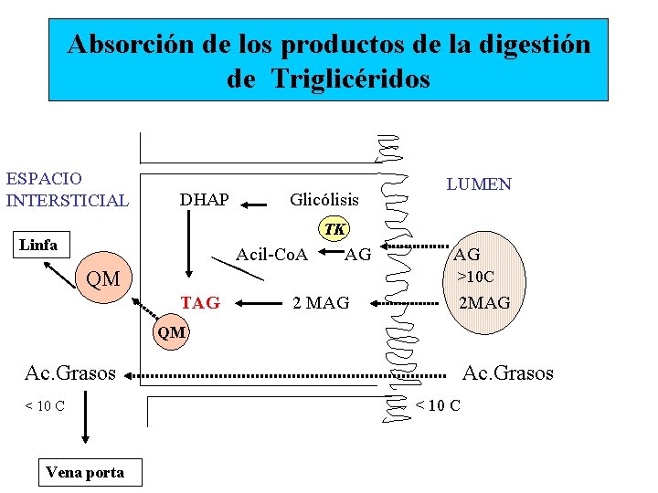 Absorción de los productos de la digestión de Triglicéridos ESPACIO INTERSTICIAL DHAP Glicólisis LUMEN