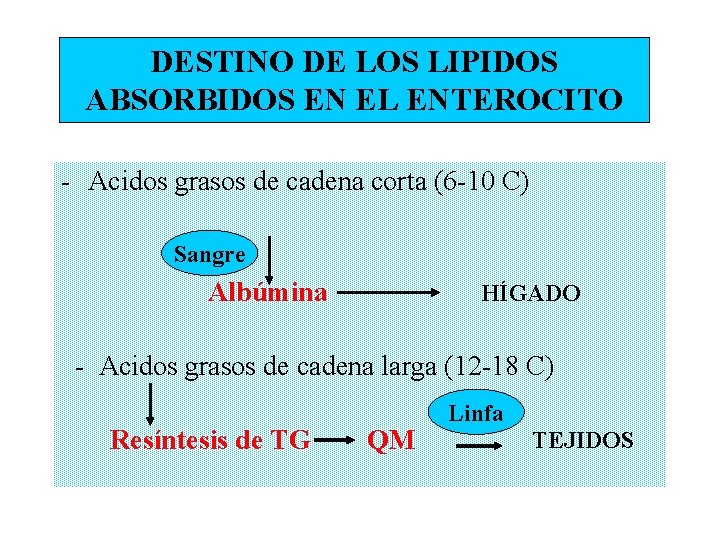 DESTINO DE LOS LIPIDOS ABSORBIDOS EN EL ENTEROCITO - Acidos grasos de cadena corta