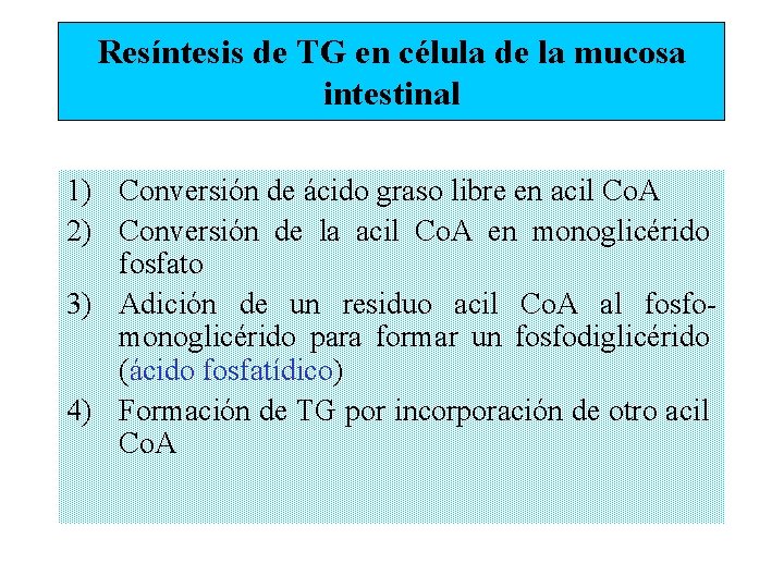 Resíntesis de TG en célula de la mucosa intestinal 1) Conversión de ácido graso